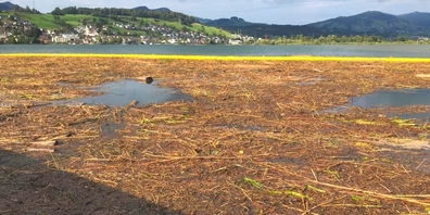 So präsentierte sich der Schwemmholzteppich im Obersee nach der Ausbringung der Sperre.