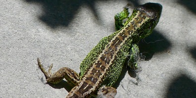 Eine männliche Zauneidechse wärmt sich in der Morgensonne (Bild: Ulrike Huber)