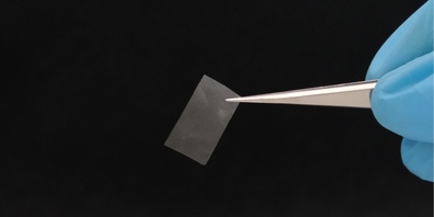 Die lebende Folie ist nahezu transparent und besitzt eine gute Reissfestigkeit. Sie könnte etwa als Bio-Kunststoff zum Einsatz kommen.