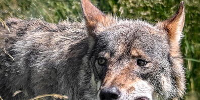 Wölfe haben auf der Alp Gafarra oberhalb von Mels SG 19 Schafe gerissen (Archivbild).