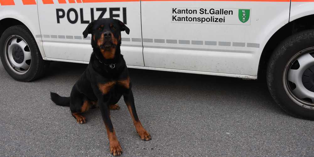 Der Polizeihund Yodi vom Amtsbach, ein Rottweiler, konnte den Flüchtigen aufspüren und stellen.