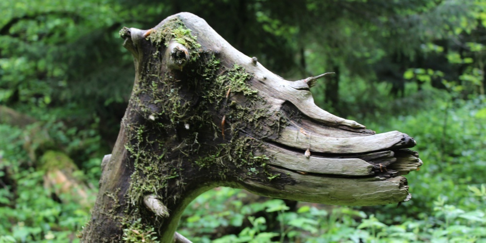 In der intakten Natur gibt es für «gwundrige» Kinder so einiges zu entdecken - in der Exkursion können die Fragen von den Kursleitern beantwortet werden.