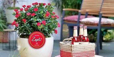 Die Rose Zepeti ist eine Neuheit und ist erhältlich im Gartencenter Grünenfelder in Ziegelbrücke.
