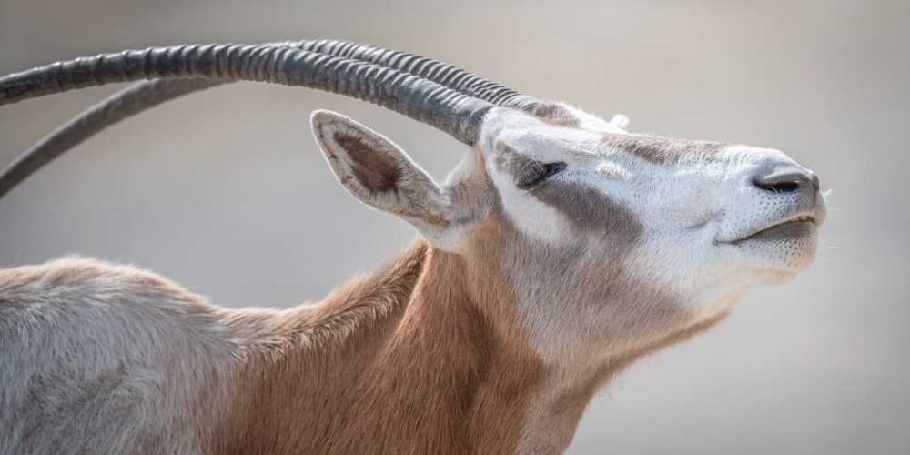 Seit dem Jahr 2000 gilt die Säbelantilope als in der Natur ausgestorben. Im Zoo Zürich gab es nun Zuwachs.