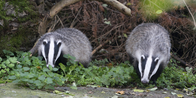 Knapp ein Jahr verbrachten die beiden (Frech-)Dachse in der Anlage direkt beim Tierpark-Eingang. (Bilder: zvg)