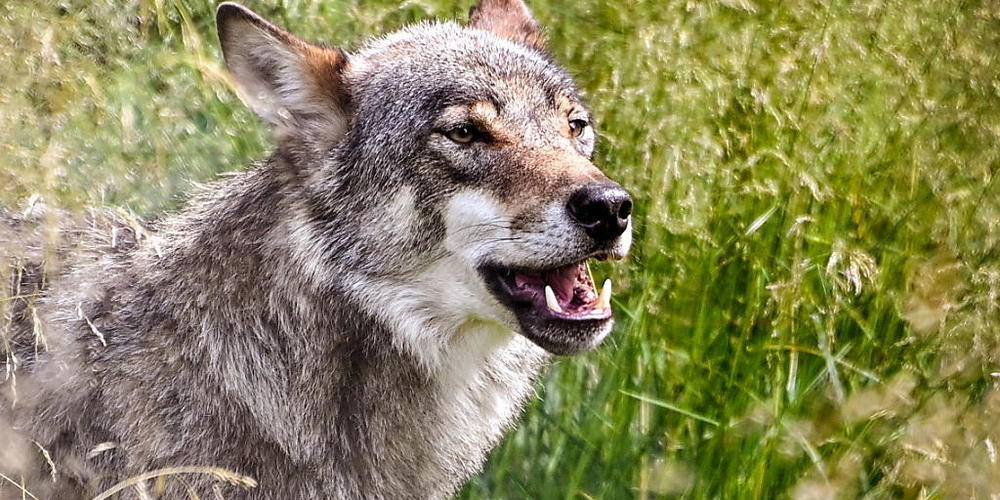 Im Gebiet der Schwyzer Gemeinde Schübelbach hat vermutlich ein Wolf ein Schaf gerissen. (Symbolbild)
