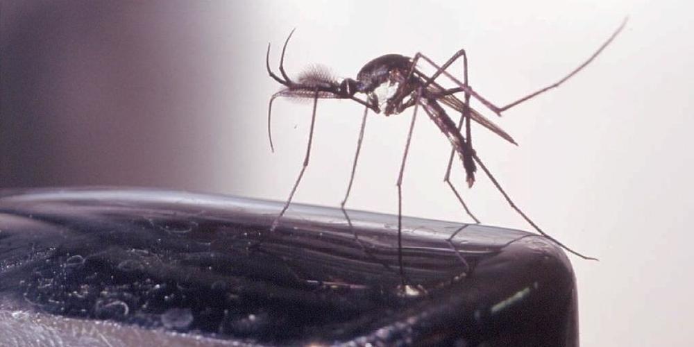 In Australien sollen besondere Mücken in Fabriken gezüchtet werden, welche gefährliche Tropenkrankheiten wie das Dengue-Fieber nicht mehr übertragen können. (Symbolbild) .