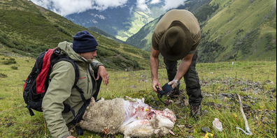 Ein Wildhüter untersucht ein gerissenes Schaf. (Bild: zVg)