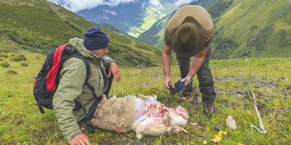 Ein Wildhüter untersucht auf einer Alp im südlichen Sarganserland ein gerissenes Schaf.