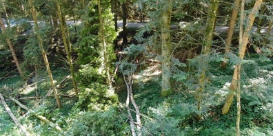 Der Wald oberhalb des Weinhaldenwegs benötigt regelmässig Pflege, um seine Schutzfunktion langfristig zu erfüllen. (Symbolbild)