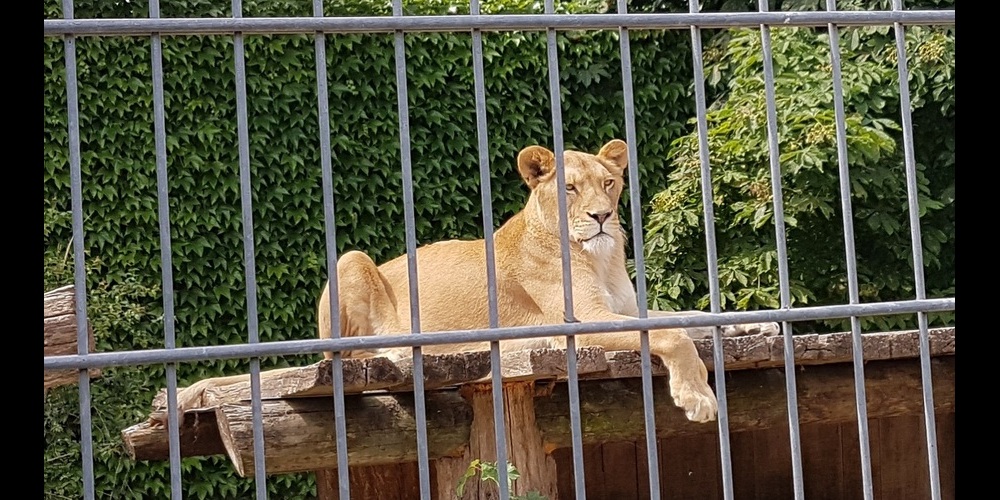 Hatte Lust auf Freiheit: Eine Löwin hielt es nicht mehr in ihrem Käfig. (Symbolbild)
