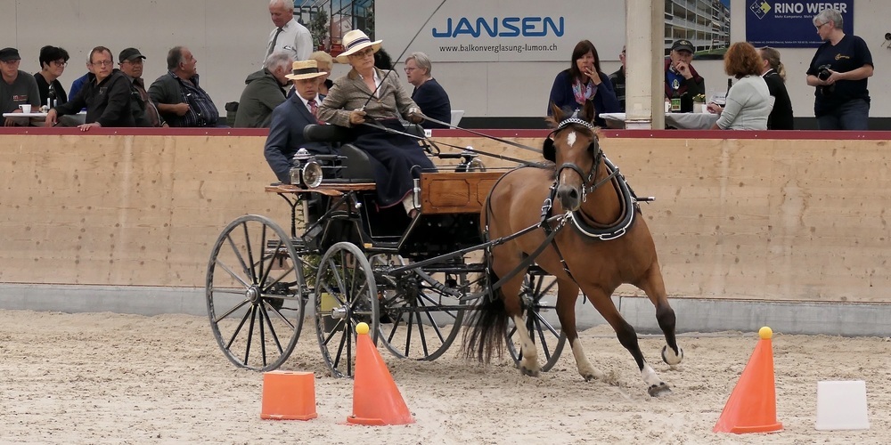 Rasanz, Kraft und Noblesse bestimmen das Bild bei den Fahrsporttagen.