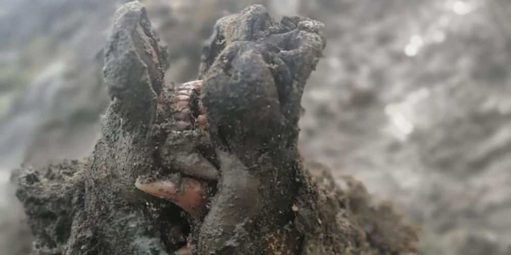 HANDOUT - Das undatierte Bild zeigt den Schädel eines jahrtausendealten Bären. Im Norden Russlands ist ein gut erhaltener Kadaver eines jahrtausendealten Bären gefunden worden. Foto: Universität Jakutsk/dpa - ACHTUNG: Nur zur redaktionellen Verwen...