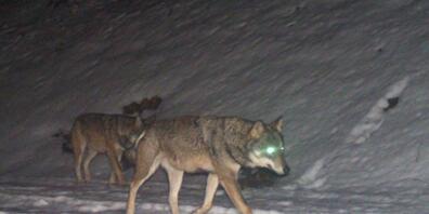 Letzten Februar stellte eine Fotofalle in Filzbach GL zwei Wölfe fest. Die Tiere werden als Eltern der Jungwölfe vermutet.