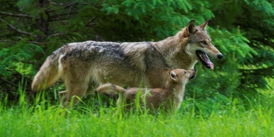 Nicole Winter befürchtet, dass der Wolf wieder ausgerottet werden könnte.