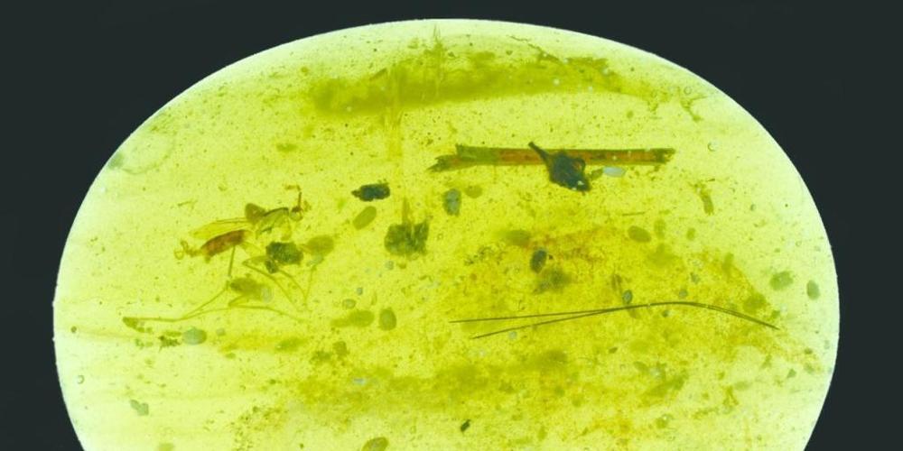 In diesem kleinen Stück Bernstein aus der Kreidezeit sind neben einigen Insekten insgesamt neununddreissig Urkrebse eingeschlossen.