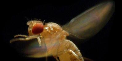 Schweizer Forschenden ist es gelungen, eine hauchdünne Augenbeschichtung von Insekten - wie sie auch die Fruchtfliege aufweist - nachzubauen.