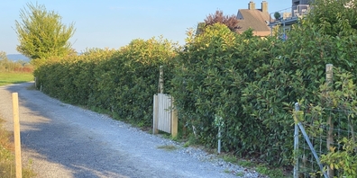 Richtig gehandelt: Diese Hecke an der Mövenstrasse 11 gehört nun wieder dem Liegenschaftsbesitzer und nicht mehr der Stadtverwaltung!