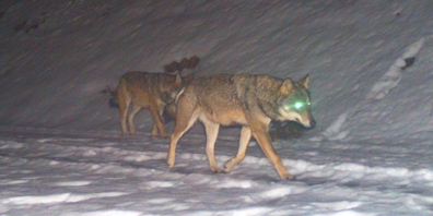 In der Fotofalle: Anfang Jahr wurden in Filzbach zwei Wölfe festgestellt, vermutlich die Elterntiere der jetzt beobachteten Jungwölfe. (Foto: Abteilung Jagd und Fischerei)