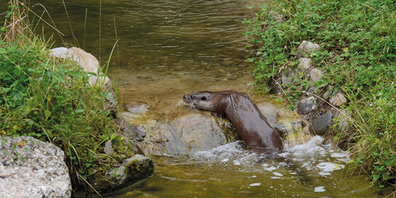 Die Fischotter-Anlage im Natur- und Tierpark Goldau wurde im Jahr 2012 eröffnet.