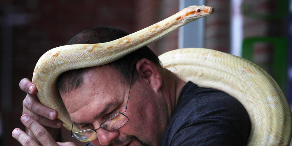 Eine Schlange wird in Manchester von den Behörden nicht als Nasen- und Mundschutz toleriert. (Archivbild)