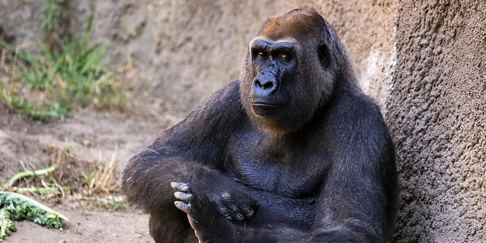 Die Fortpflanzung von Gorillas unterscheidet sich im Freiland und im Zoo nicht.