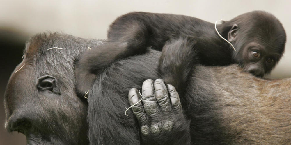 Das Bundesgericht hat die baselstädtische Volksinitiative "Grundrechte für Primaten" für gültig erklärt. Diese fordert in der Verfassung festgeschriebene Rechte für "nichtmenschliche Primaten" wie den Gorilla auf dem Bild. (Symbolbild)