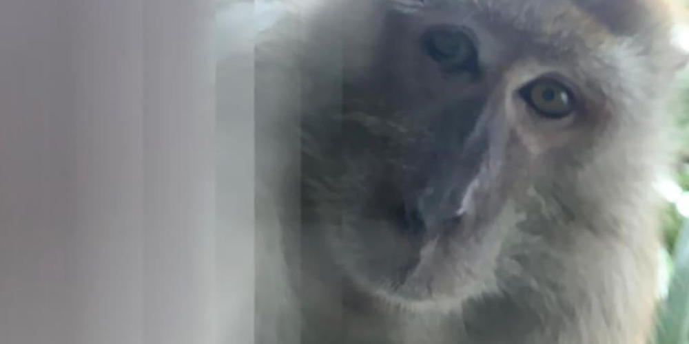 HANDOUT - Das von Zackrydz Rodzi zur Verfügung gestellte Foto zeigt einen Affen, der ein Selfie mit Rodzis Smartphone fotografiert hat. Foto: -/Zackrydz Rodzi/AP/dpa - ACHTUNG: Nur zur redaktionellen Verwendung im Zusammenhang mit der aktuellen Be...