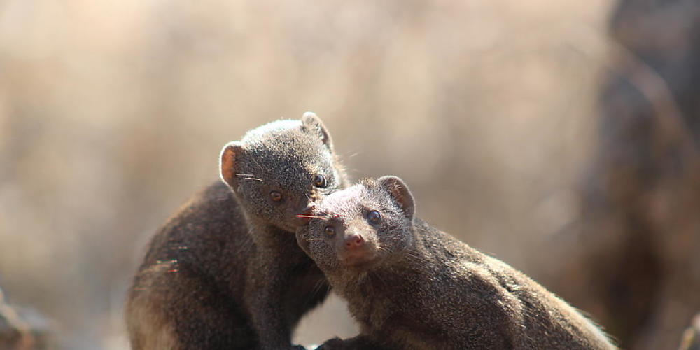 Die geselligen Zwergmangusten warnen sich gegenseitig mit verschiedenen Alarmrufen vor Feinden.