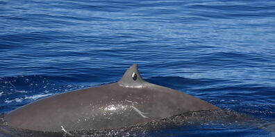 Ein Cuvier-Schnabelwal mit einer Markierung an der Rückenflosse: Forschende beobachteten so den längsten jemals dokumentierten Tauchgang bei Walen.
