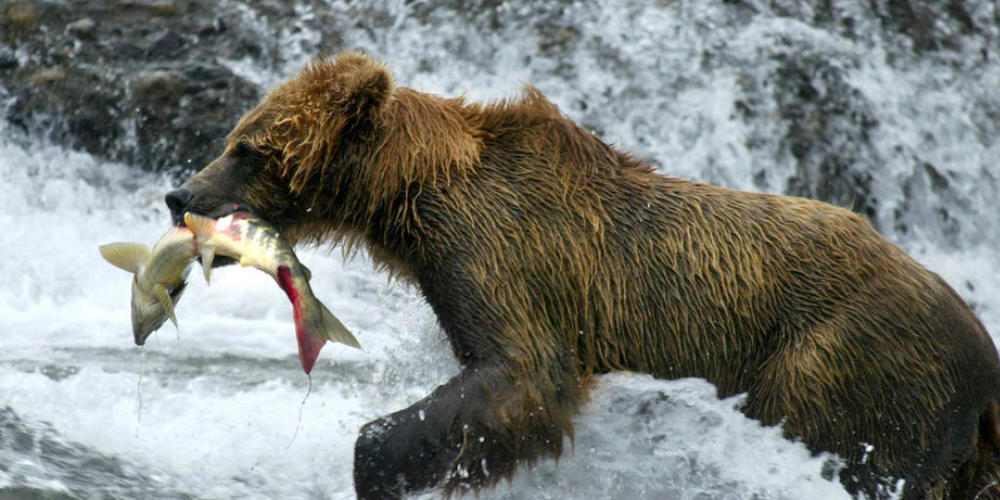 Der Import von Fisch in die Schweiz ist in den letzten acht Jahren um 5 Prozent gestiegen. Einen regelrechten Bärenhunger entwickelten Konsumenten auf Lachs: Von diesem mittlerweile erschwinglich gewordenen Luxusprodukt wurde fünf Mal mehr eingefü...
