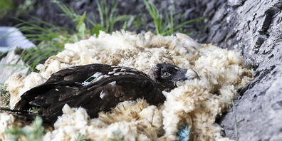 In der Schweiz flogen in diesem Jahr 15 junge Bartgeier aus. (Archivbild)