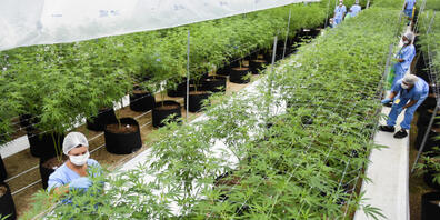 Legale Indoor-Plantage für medizinisches Marihuana. Aber man braucht nicht zu kiffen, um von Cannabis zu profitieren: Ein synthetisches Cannabinoid verhilft Parkinson-Patienten zu besserem Schlaf und weniger Ängsten. (Symbolbild)