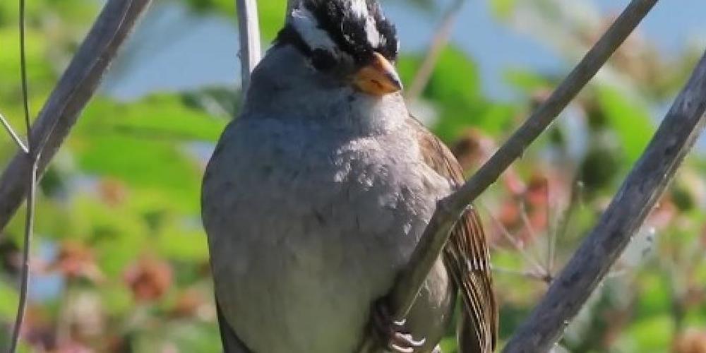 Weil's im Lockdown so ruhig geworden ist, singen die Dachsammer-Männchen in der San Francisco Bay schöner. Das wirke "sexy" auf die Weibchen, sagen Forscher. Eine künftige Senkung des Lärmpegels könnte also der Artenvielfalt zugute kommen. (zVg)