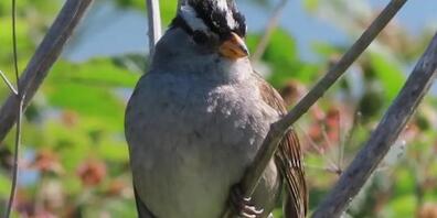 Weil's im Lockdown so ruhig geworden ist, singen die Dachsammer-Männchen in der San Francisco Bay schöner. Das wirke "sexy" auf die Weibchen, sagen Forscher. Eine künftige Senkung des Lärmpegels könnte also der Artenvielfalt zugute kommen. (zVg)