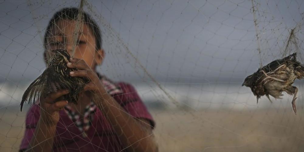 Ein Kind am Strand von Gaza klaubt im Morgengrauen Zugvögel aus Fangnetzen, um sie für umgerechnet zwei Franken auf dem Markt zu verkaufen. Vogelwilderei ist ein Thema am internationalen EuroBirdwatch, der in der Schweiz mit über 50 Veranstaltunge...