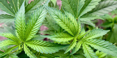 ARCHIV - Nur für die Hühner: Ein Bauer in Vietnam hat eine Cannabisplantage angelegt (Symbol). Foto: Patrick Pleul/dpa-Zentralbild/dpa