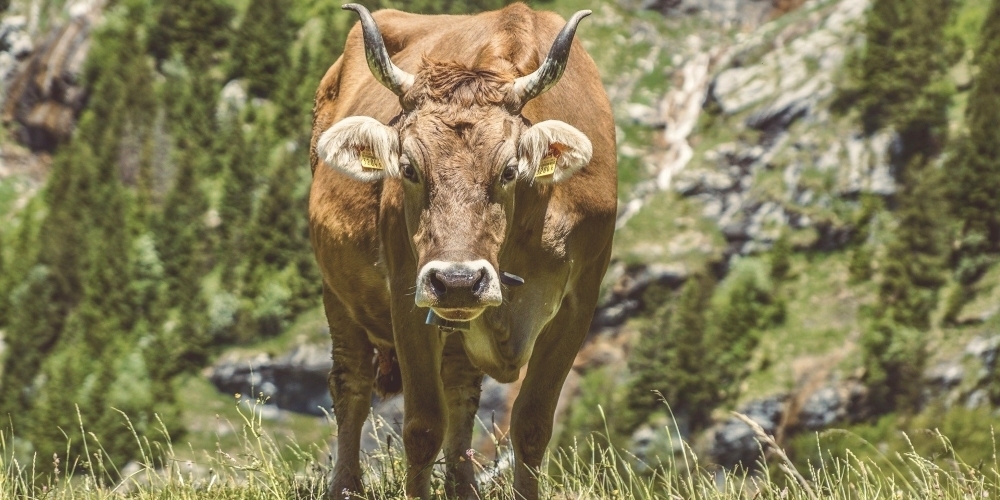 Eine Kuh auf einer Alpweide. (Symbolbild)