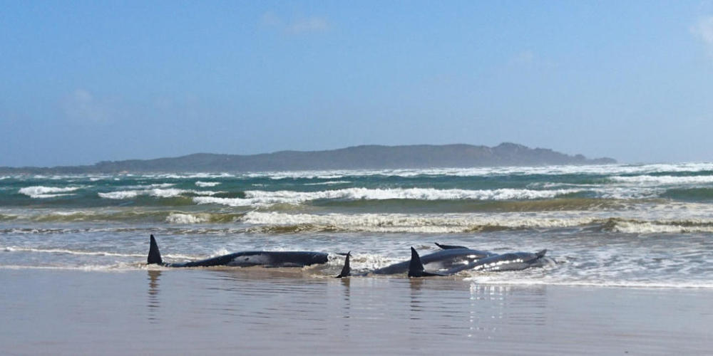 A supplied image obtained on Monday, September 21, 2020, of A pod of whales, believed to be pilot whales, that have become stranded on a sandbar at Macquarie Harbour, near Strahan, on Tasmania's west coast. (AAP Image/Tasmania Police) NO ARCHIVING...