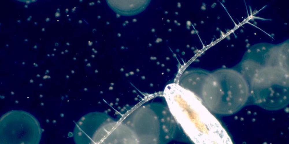 Während der Nahrungssuche geht der Ruderflusskrebs Acartia tonsa hohe Risiken ein: Durch schnelle Bewegungen im Wasser macht er seine Feinde auf sich aufmerksam.