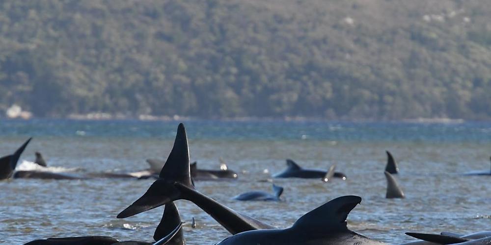 A pod of whales, believed to be pilot whales, have become stranded on a sandbar at Macquarie Harbour, Tasmania, Monday, September 21, 2020..(AAP Image/The Advocate, Pool) NO ARCHIVING