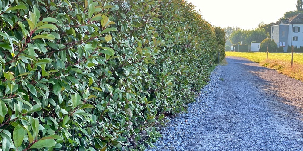 11’500 Franken mussten Steuerzahler für die Hecke zahlen, plus 2'500 für Entwässerung und Neuvermarchung.