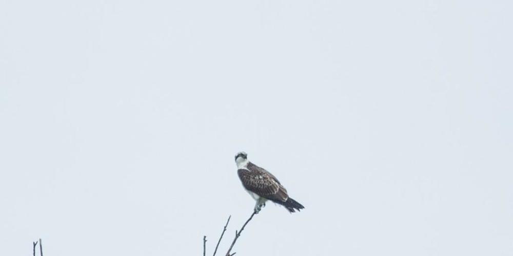 Der Fischadler im Auenschutzgebiet Chly Rhy in Rietheim AG ist wohl auf dem Weg in den Mittelmeerraum oder nach Afrika.
