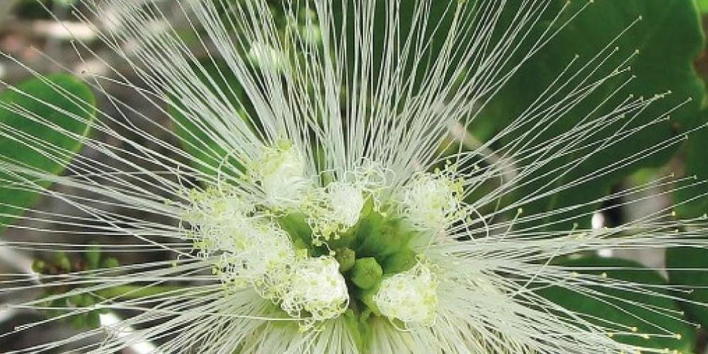Abarema filamentosa aus der Familie der Hülsenfrüchtler, beheimatet im Atlantischen Wald in Brasilien, ist eine von zig gefährdeten Pflanzenarten (zVg).
