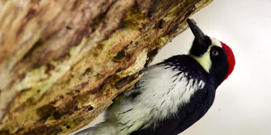 Tausende Male pro Tag hämmern Spechte ihren Schnabel gegen einen Baumstamm.