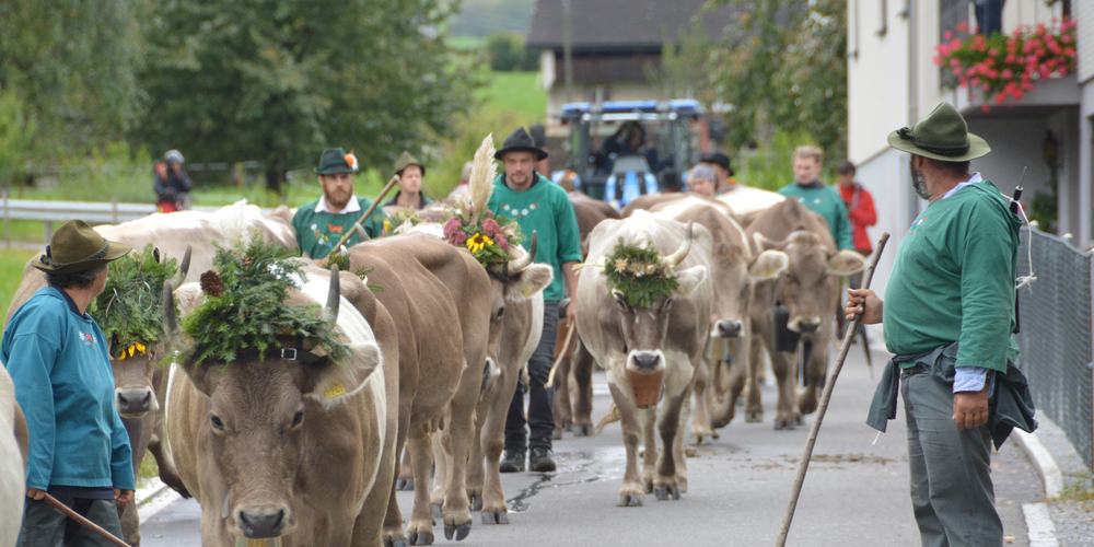 Die schön geschmückte Herde von der Alp Unterer Alten zog am Samstagmittag via Eisenburg nach Schübelbach und dann auf der Hauptstrasse weiter nach Buttikon. (Bilder: Silvia Gisler)