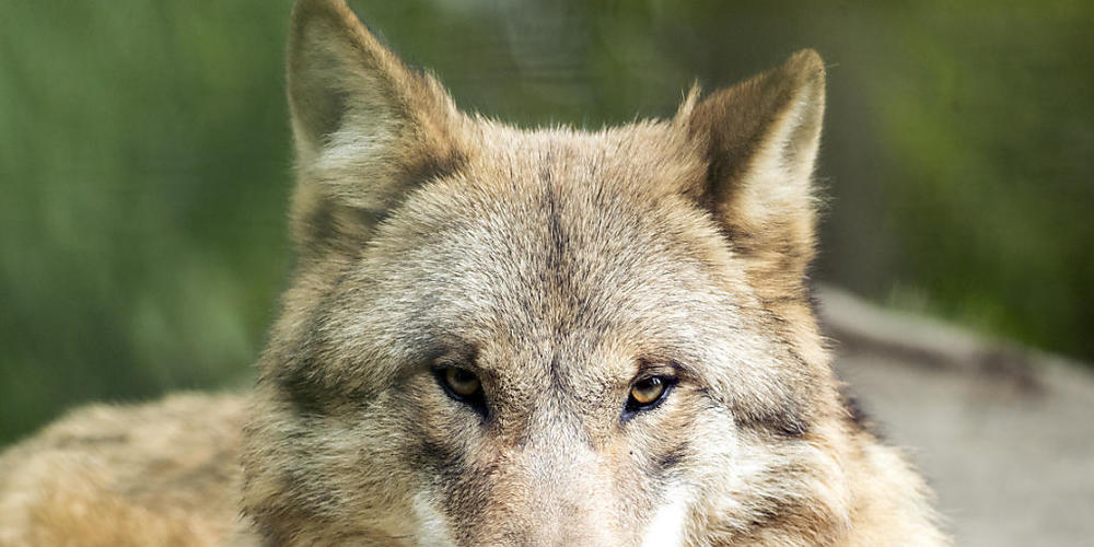 Der Wolfschutz in der Schweiz wird nicht gelockert. (Archivbild)