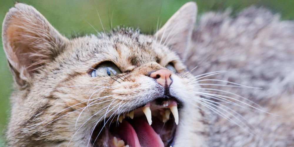 Der Europäischen Wildkatze droht in der Schweiz der Verlust ihres Genpools, da sie sich mit Hauskatzen kreuzen.