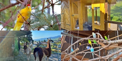 Auf dem Grundstück von Doris Jud Vogt und ihrem Mann Werni Vogt finden viele unterschiedliche Tiere ein liebevolles Zuhause.