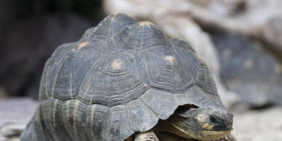 Die Strahlenschildkröte galt als Symboltier des südlichen Madagaskars. Dennoch ist sie vom Aussterben bedroht.